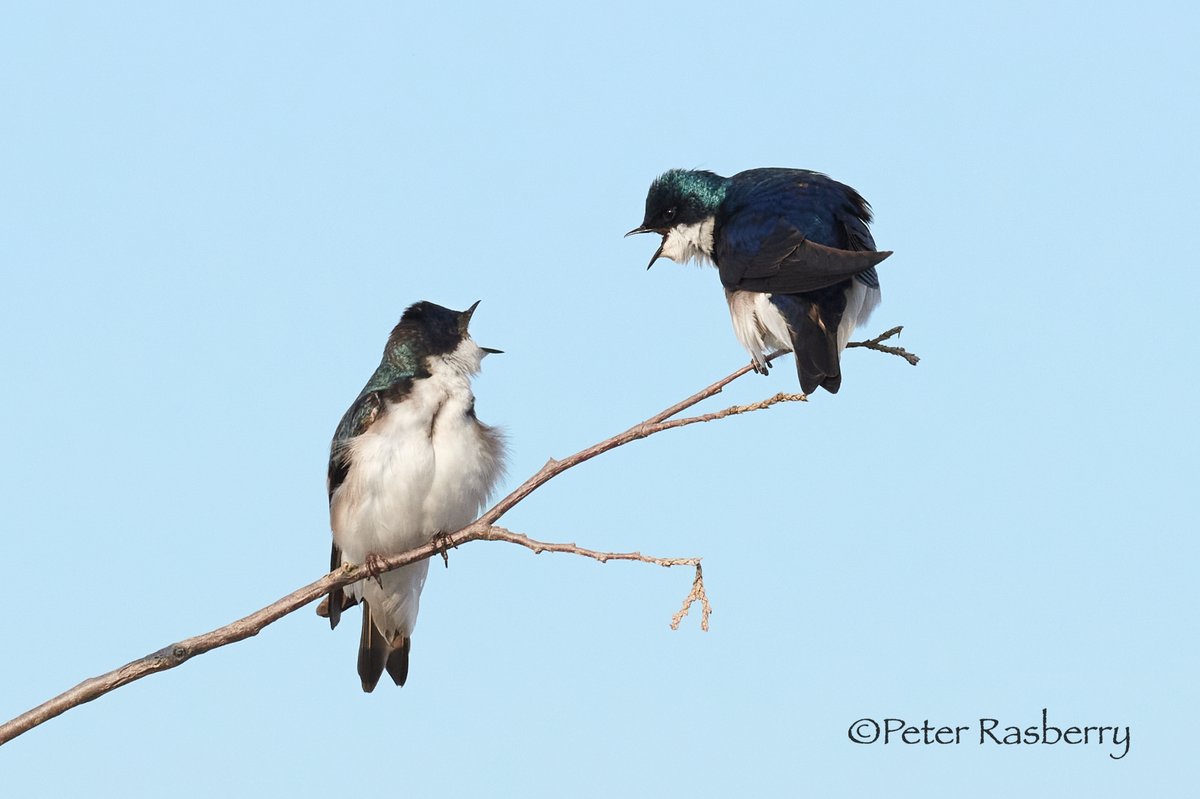 peter_rasberry's tweet photo. Tree swallows have taken up residence in one of our nest boxes again this year.  Appears to be some discussion about house rules... https://t.co/3uaKS8hxcn