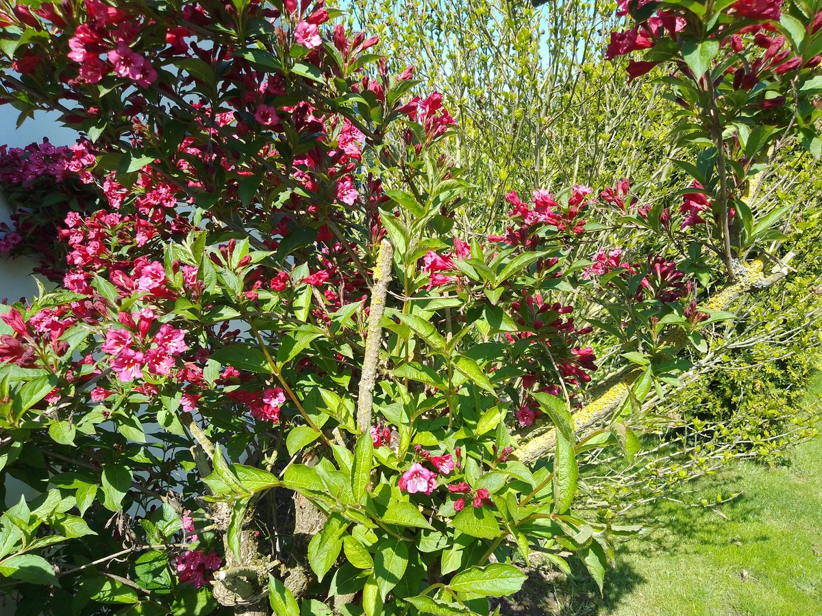 leeve_jong's tweet image. Mein Garten im Mai 🪻