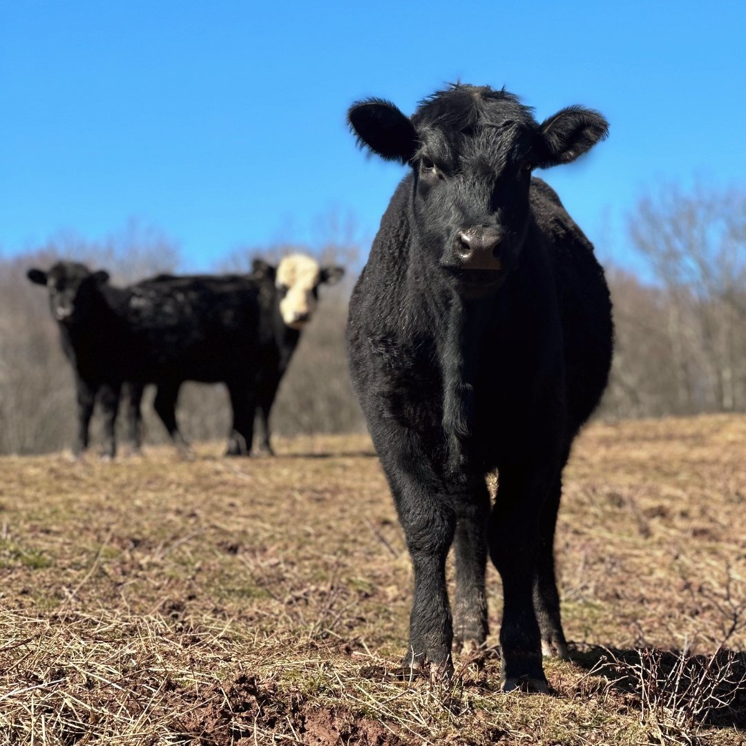 NYAnimalAg's tweet photo. Beef, a rich source of protein, iron, and other vital nutrients, is delicious and healthy! 
From promoting muscle growth, aiding in weight management, supporting bone health, and boosting energy levels, beef offers a wide range of benefits for your body and overall well-being! https://t.co/SiC9Hf7UJc