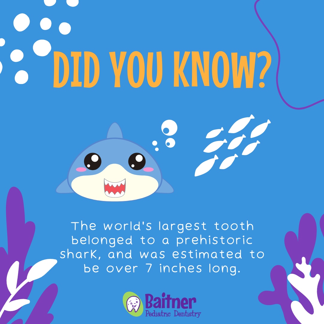 The world's largest tooth belonged to a prehistoric shark, and was estimated to be over 7 inches long. That's one big toothbrush to clean it! 

#BaitnerPediatricDentistry #BaitnerPediatric #PediatricDentist #pediatric #dentistry #dentalhealth #dentist #dental #dentalcare #dent...