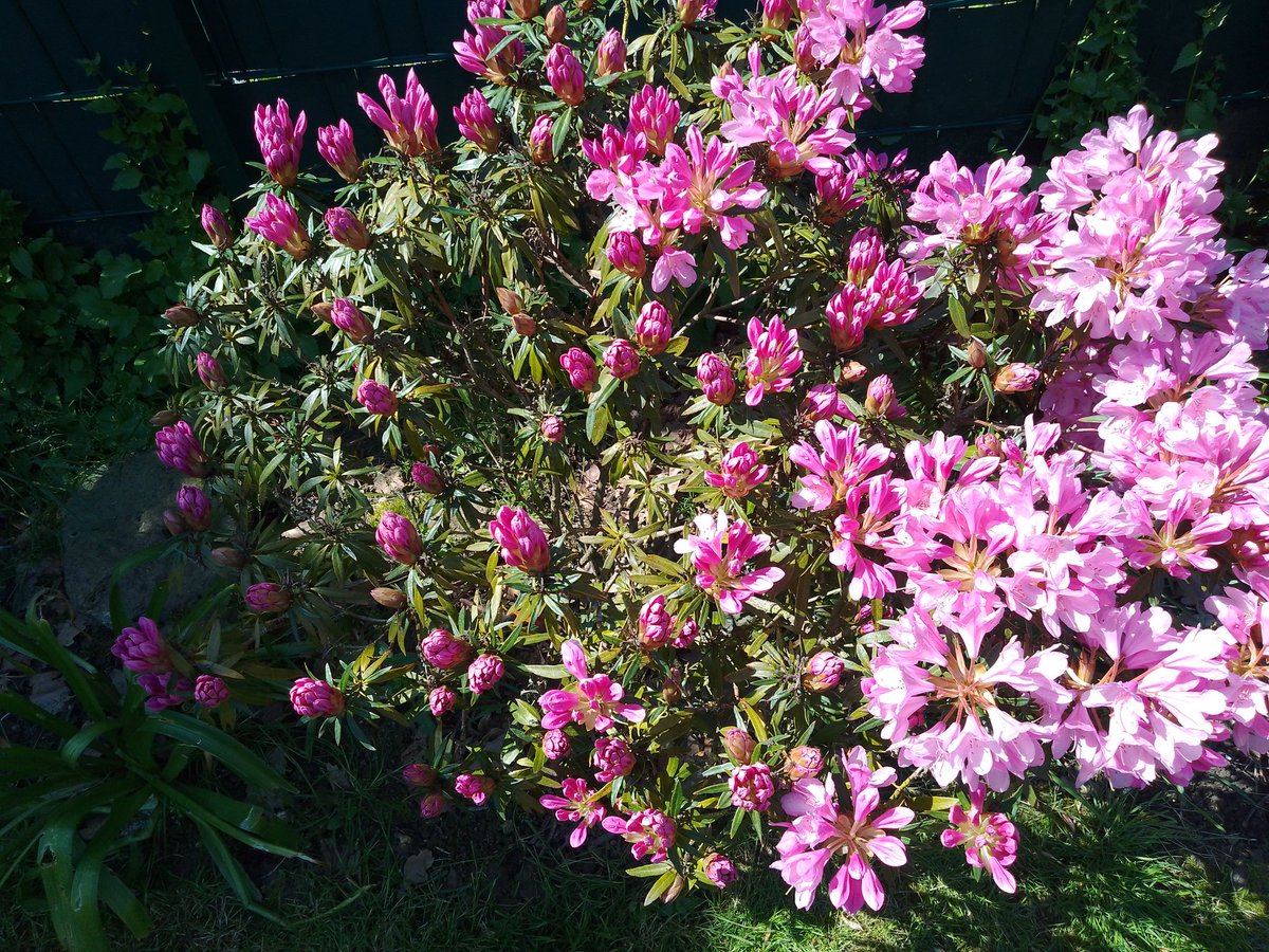 leeve_jong's tweet image. Mein Garten im Mai 🪻