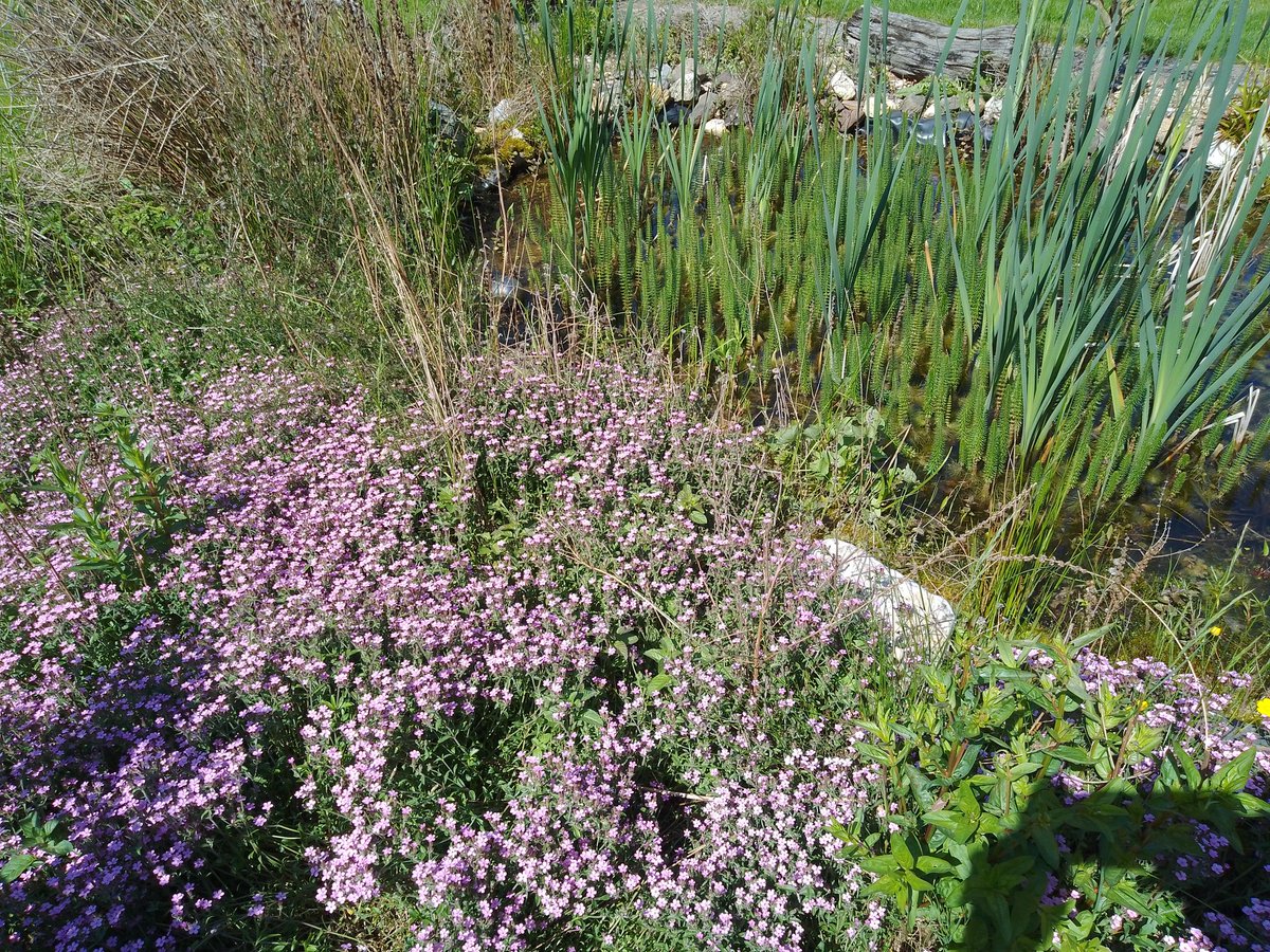 leeve_jong's tweet image. Mein Garten im Mai 🪻