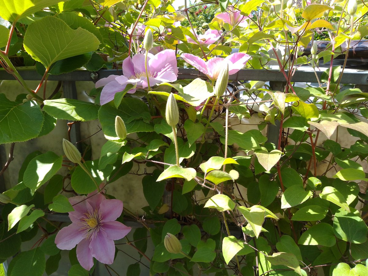 leeve_jong's tweet image. Mein Garten im Mai 🪻