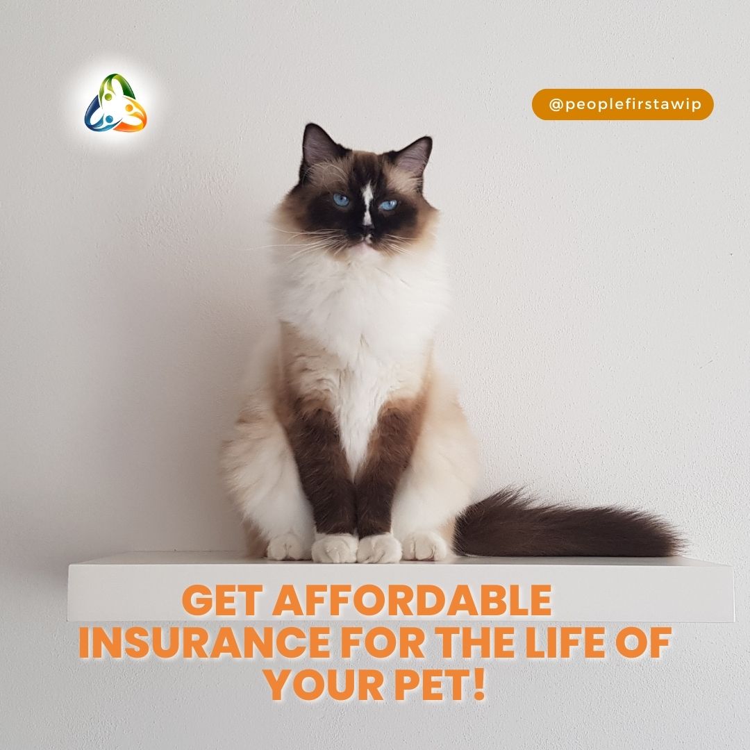 PeopleFirst has affordable insurance for your pet 🐱. Don't wait until they're in distress, call us today! #petinsurance #insuranceforyourpet #affordablepetinsurance