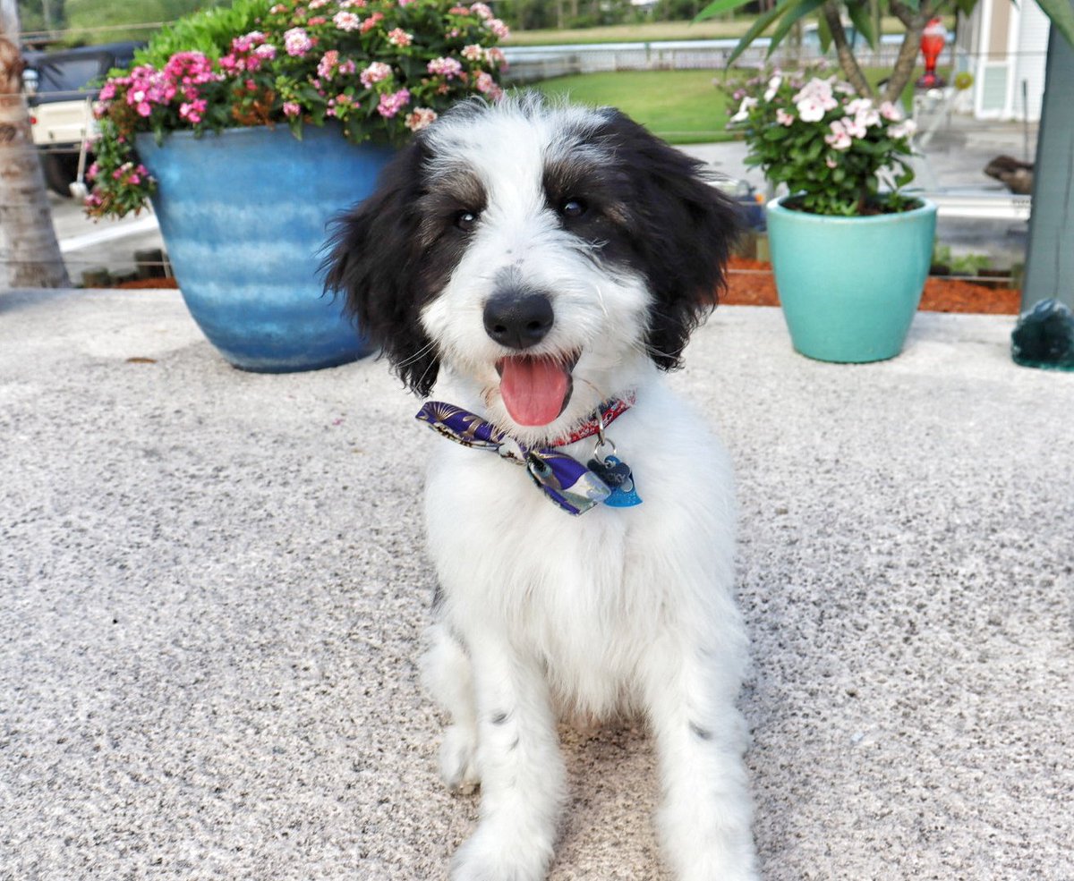 creek_moose's tweet photo. Happy FriYAY, pals! Rocky and I are all dressed up because today is prom at school π Mom had to put two pics of us together because only one of us would smile at a time π #schooldays #dogsoftwitter #prom #dogsofdogtopia https://t.co/Goj8I3VETv