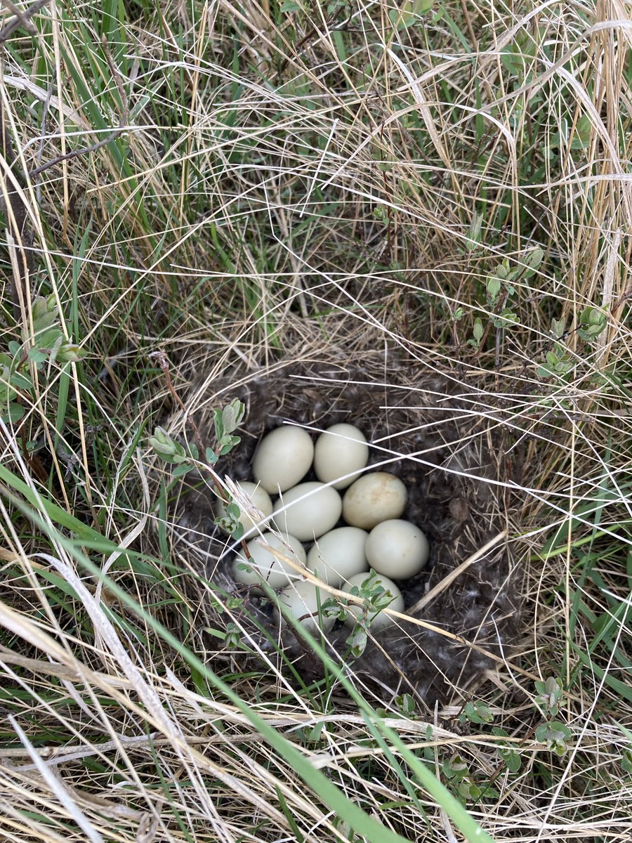 mahlering's tweet photo. Spent some time in the field recently with @TjLinder and his crew. Got to be an ornithologist again for a day. Weather was great but the smoke was terrible. Have a great summer and good luck nest searching! @Nature_MN @FelegeLab https://t.co/Jg8HvdETuP