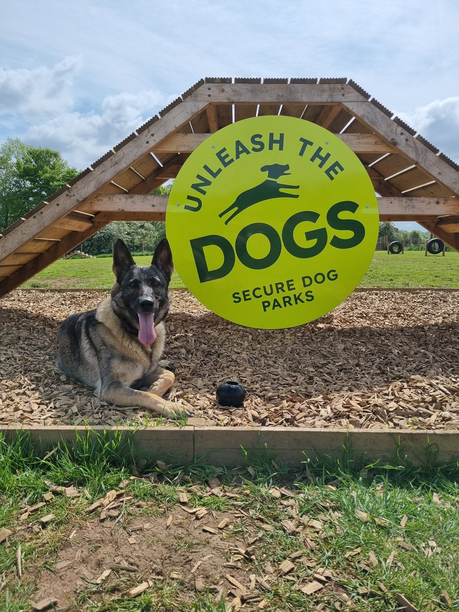 K9Scottish's tweet photo. What a great morning we've had meeting up with #RPDHeidie and #RPDLeo. 4 tired pups now. Time for #PDBodie #PDBilly and #TPDTag to nap before the nightshift
#HappyDogs #FunTimes π€πΎ https://t.co/NWi2Ah9xD8