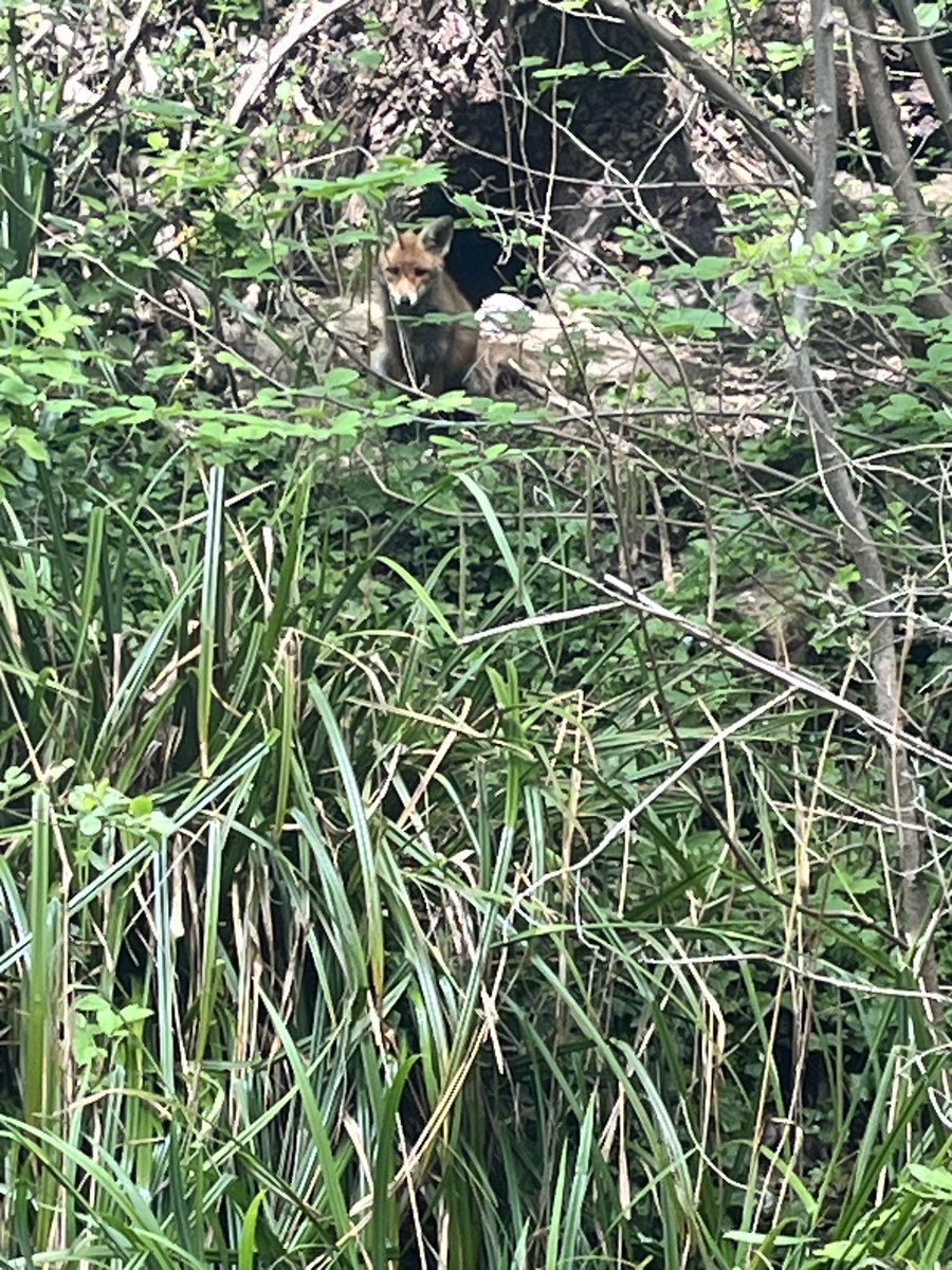 Had a staring contest on my lunchtime walk. They won.