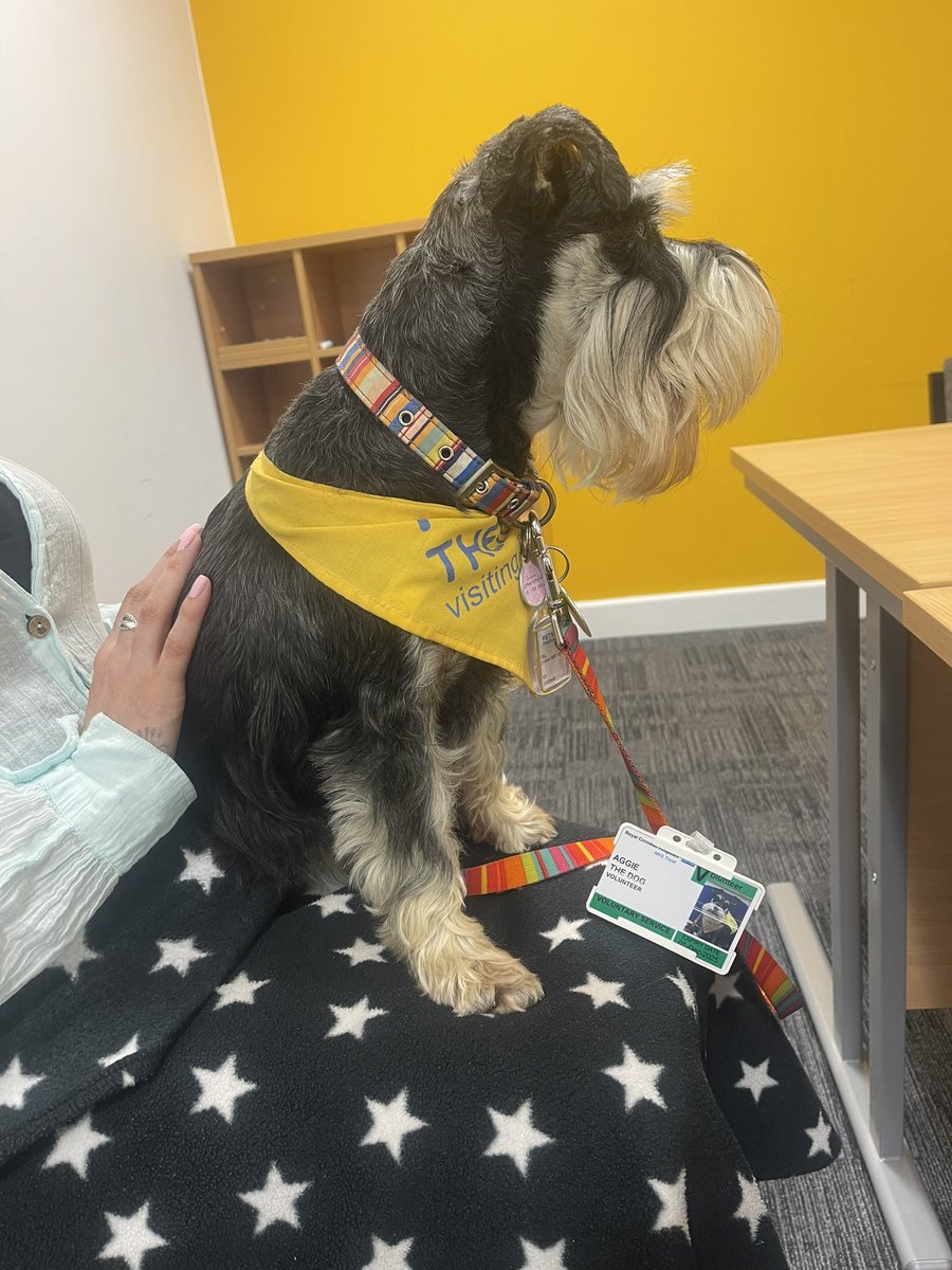 Tough time in safeguarding at the moment, increasing referrals and complex cases… weekly Friday team lunch with Aggie the hospital therapy dog helping destress the team 😎 thanks Aggie <a href="/RCHTWeCare/">Royal Cornwall Hospitals NHS Trust</a> <a href="/CornwallFT/">Cornwall Partnership NHS Foundation Trust</a> <a href="/kimvon_o/">Kim O'Keeffe - BEM</a> <a href="/LouiseD999/">Louise Dickinson</a> <a href="/AlisonB13294017/">Alison Bartlett</a> <a href="/IMPACT_Cornwall/">IMPACT</a>