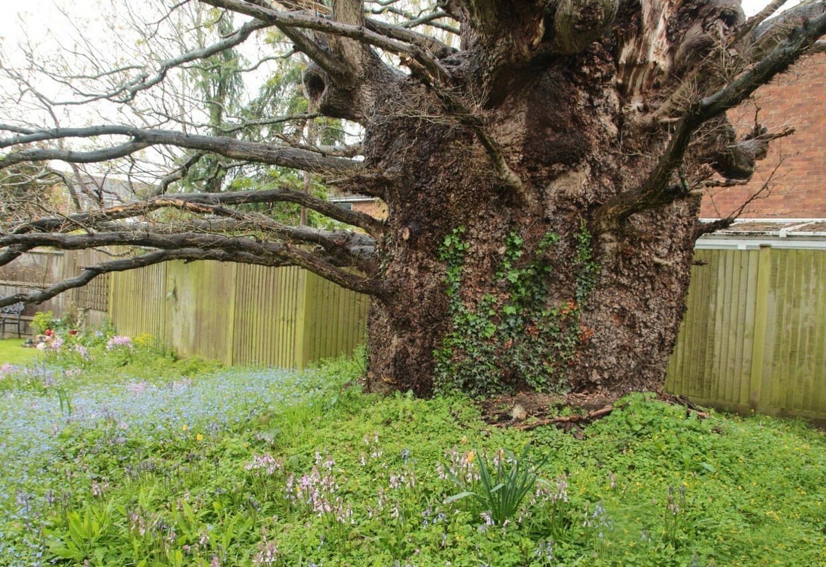 RdgToday's tweet photo. 🌳 SAVED! An historic oak tree in Caversham is spared the axe after developer withdraws their proposed to chop it down in order to build a three-bed home - the @WoodlandTrust were among those objecting https://t.co/Y5h8zzo5K5  #caversham #rdguk #rdgnews #rdg https://t.co/3wGgQqGR6j