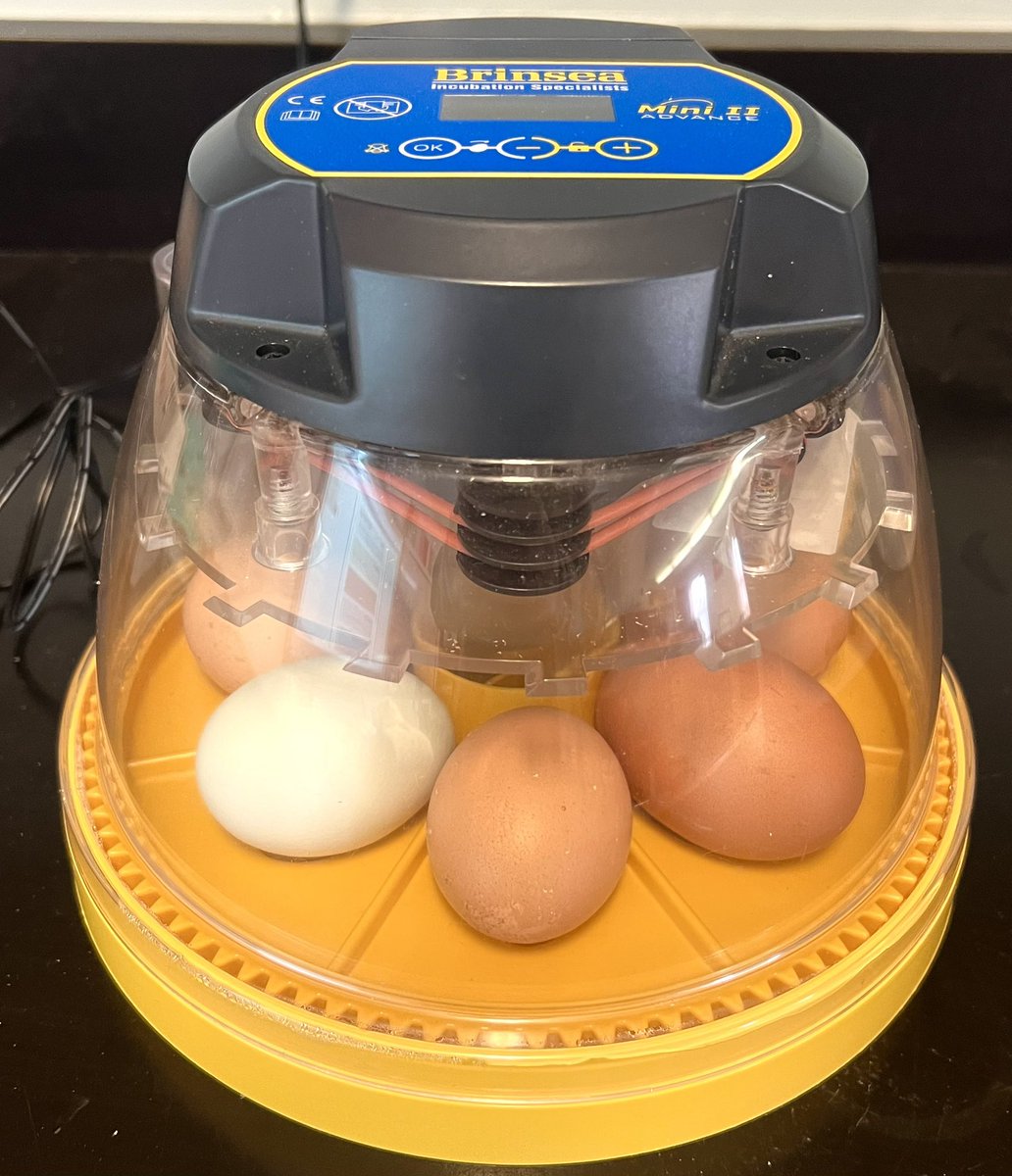 Excited to welcome some chicks into our class in a few short weeks! 🐣🐥 <a href="/VAV_Vikings/">Valmont Academy</a>
