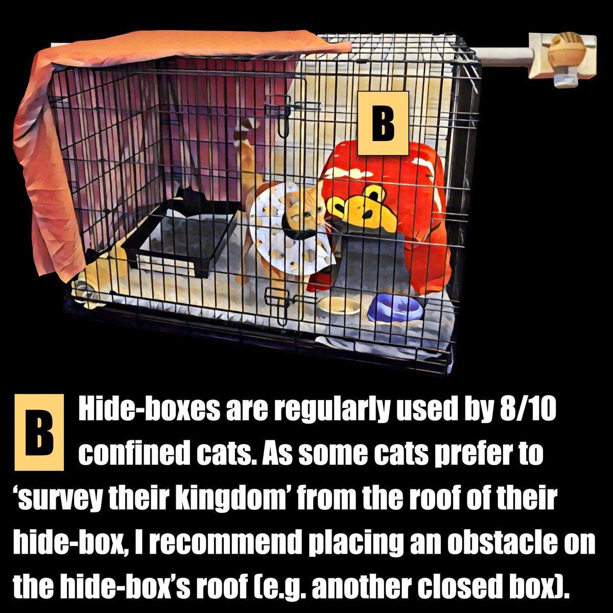 This image shows an example of a safe cat recovery space. Shelter cat studies found hide-boxes are regularly used by 8/10 confined cats. Learn how to safeguard a cat’s physical and mental health while they’re recovering from orthopaedic surgery at vetlessons.com/safe-recovery-…