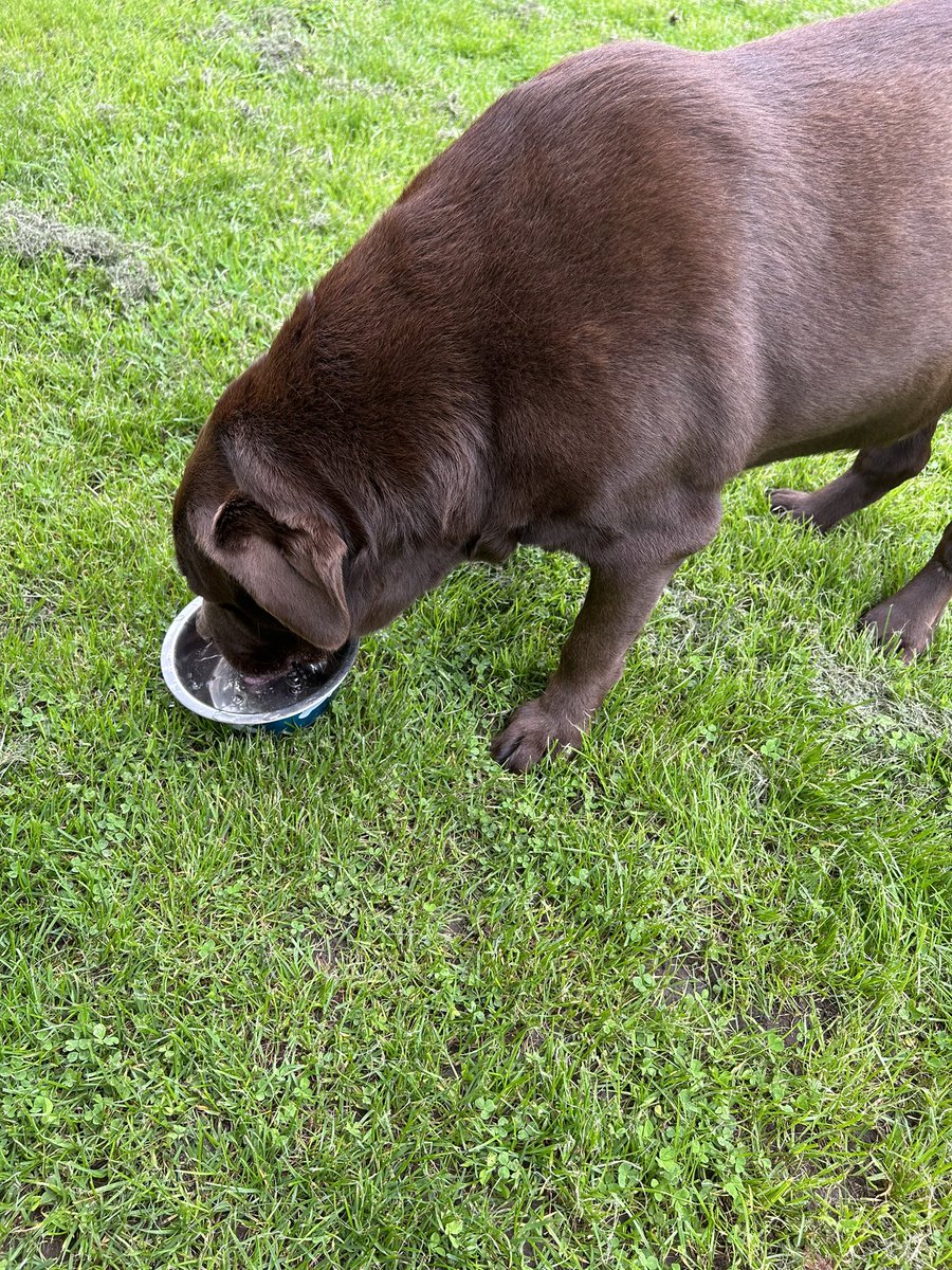 mickfox200's tweet photo. Double birthday celebrations in full swing.. It's Mocha’s 9th tomorrow..! 😃#partycentral..
#itcouldgetmessy https://t.co/qfQ0P732BS