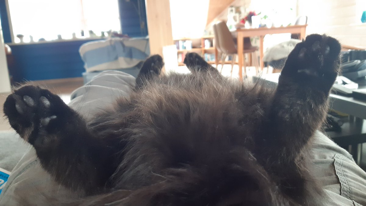 She has been "helping" me wash the floors (no Roomba to ride into battle? This mop will do! ONWARDS!") and is now keeping me from reaching the cup of coffee going cold on the table. You bet she is purring up a storm!