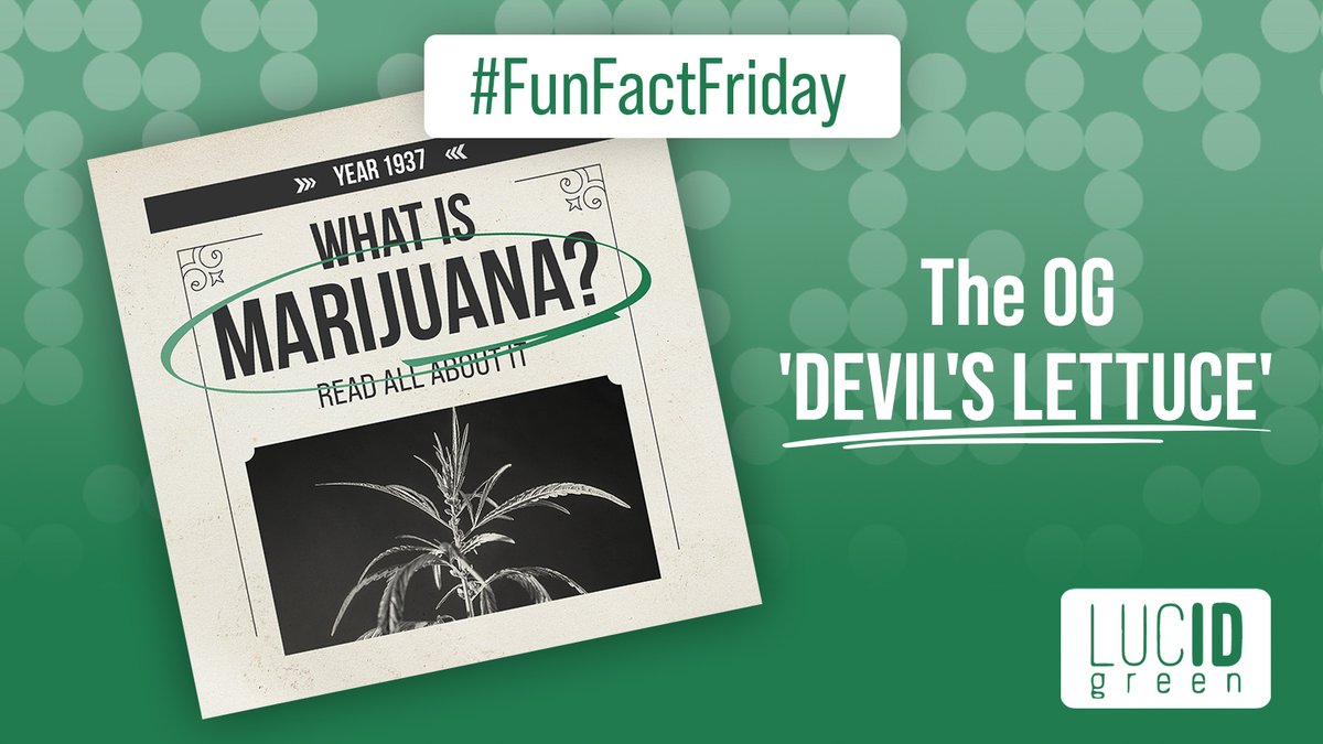 Did you know that the first recorded use of the word "marijuana" in the newspaper was in the US in 1937?🌿

Now that’s what we call history🏛️

#FunFactFriday #CannabisHumor #LucidGreen #LucidID #CannabisIndustry