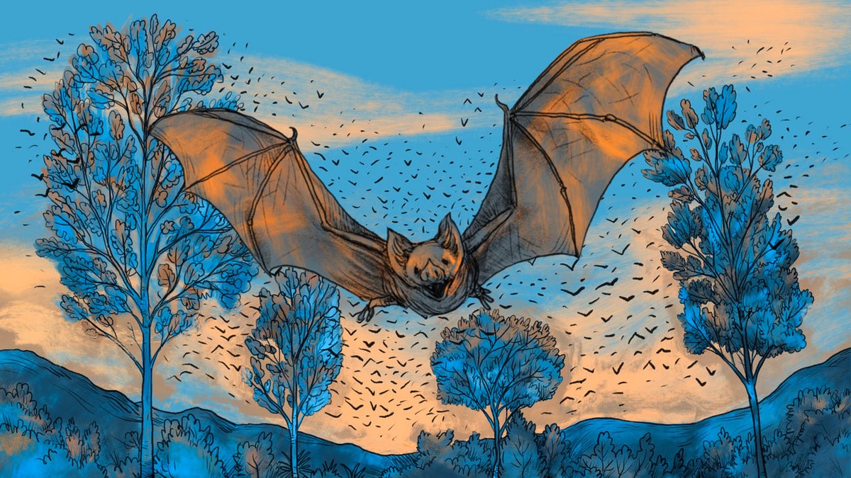 🔎🦇🌏 This week <a href="/Reuters/">Reuters</a> published The Bat Lands, an ambitious data investigation looking at origins of the next pandemic.

🧵⬇️ on some of the visuals from this global collaboration between @reutersgraphics and many journalists and editors across <a href="/Reuters/">Reuters</a> and <a href="/specialreports/">Reuters Investigates</a>.