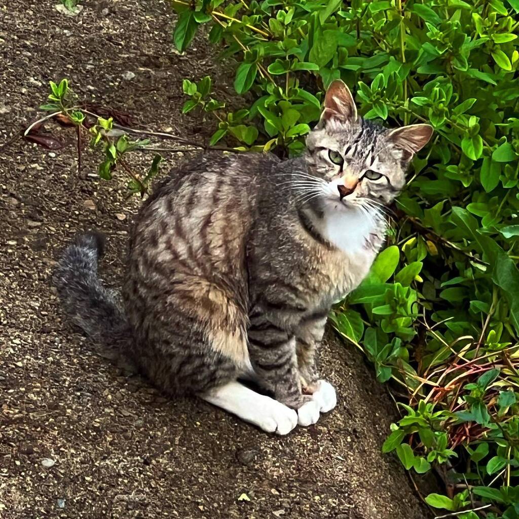teraporg's tweet photo. にゃ🐈(￣(工)￣)？

#ねこ #ネコ #猫 #neko #猫部 #ねこ部  #cat https://t.co/2Avi9SHEP0 https://t.co/mtEJgXXqli