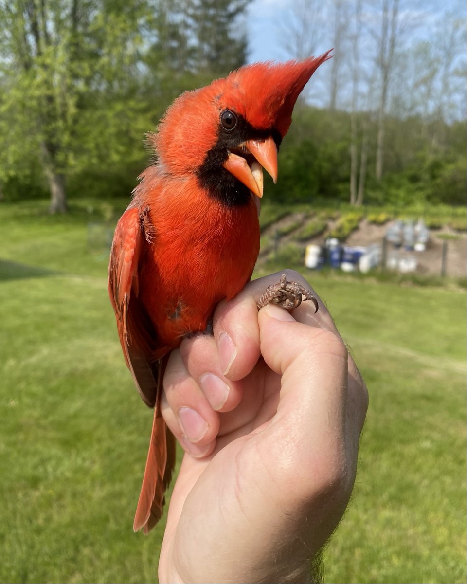 Dan Baldassarre tweet media