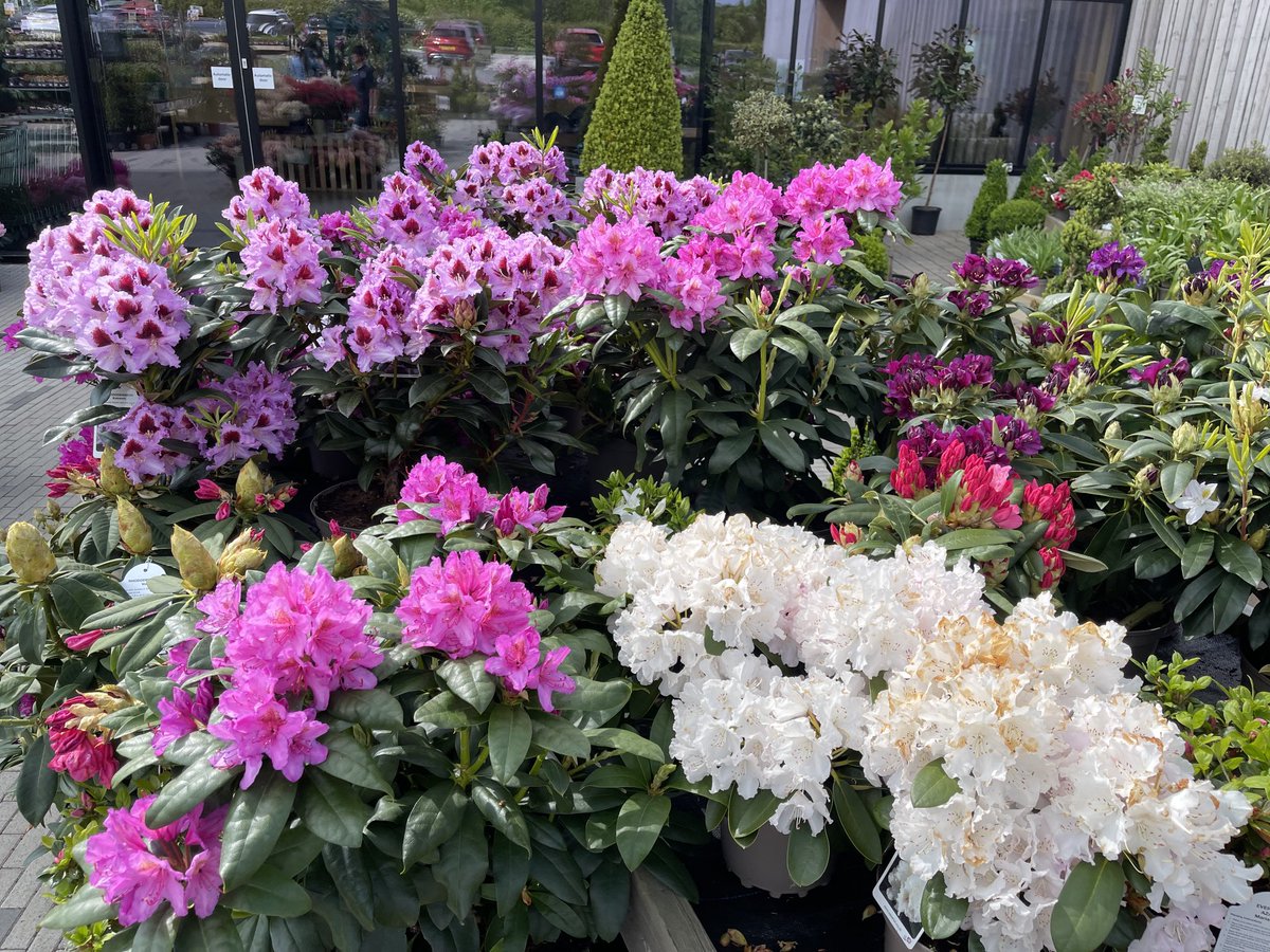 Stunning Rhododendron ⁦<a href="/CrimpleHgt/">Crimple</a>⁩ ready for the sunshine this weekend