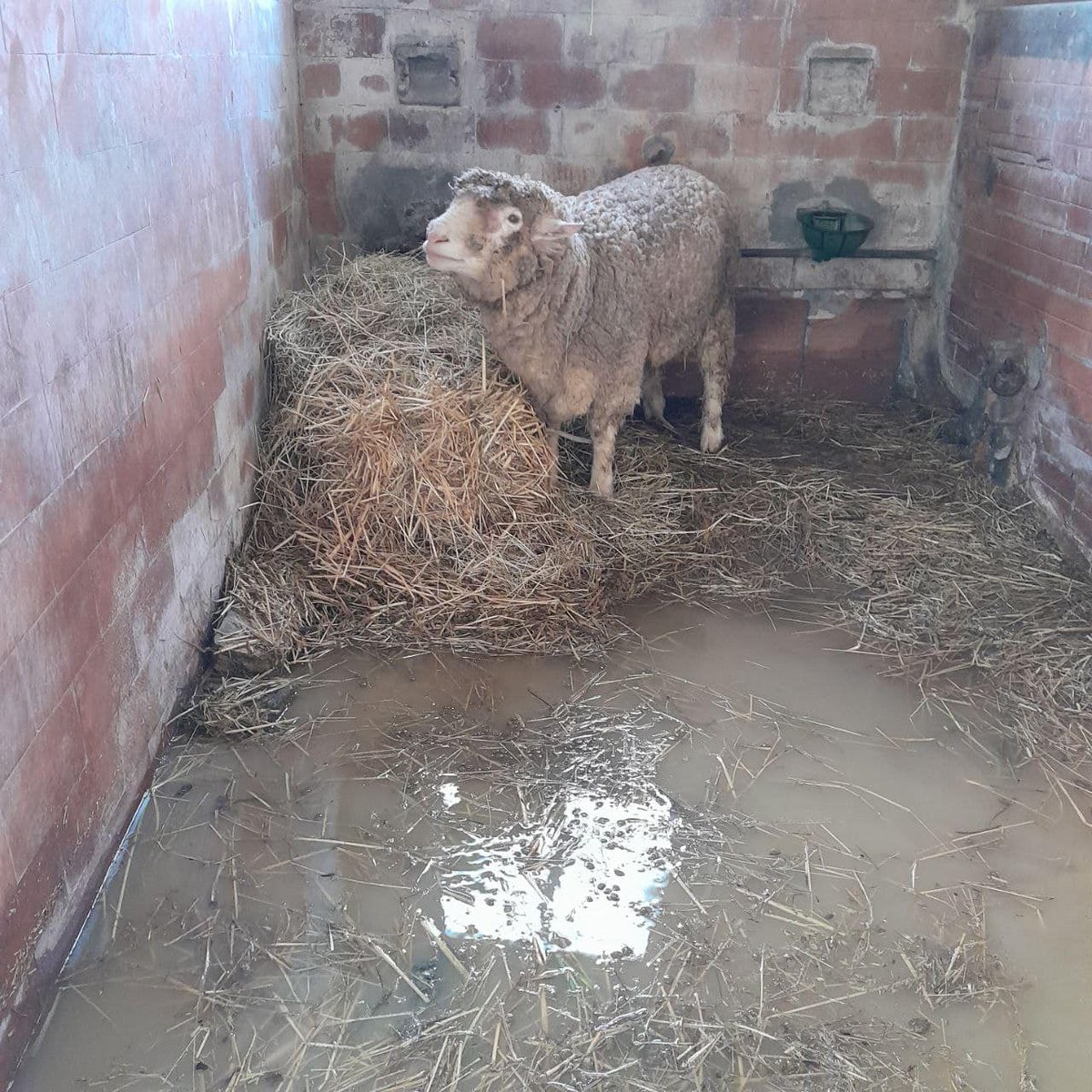 Roberta Papa tweet media