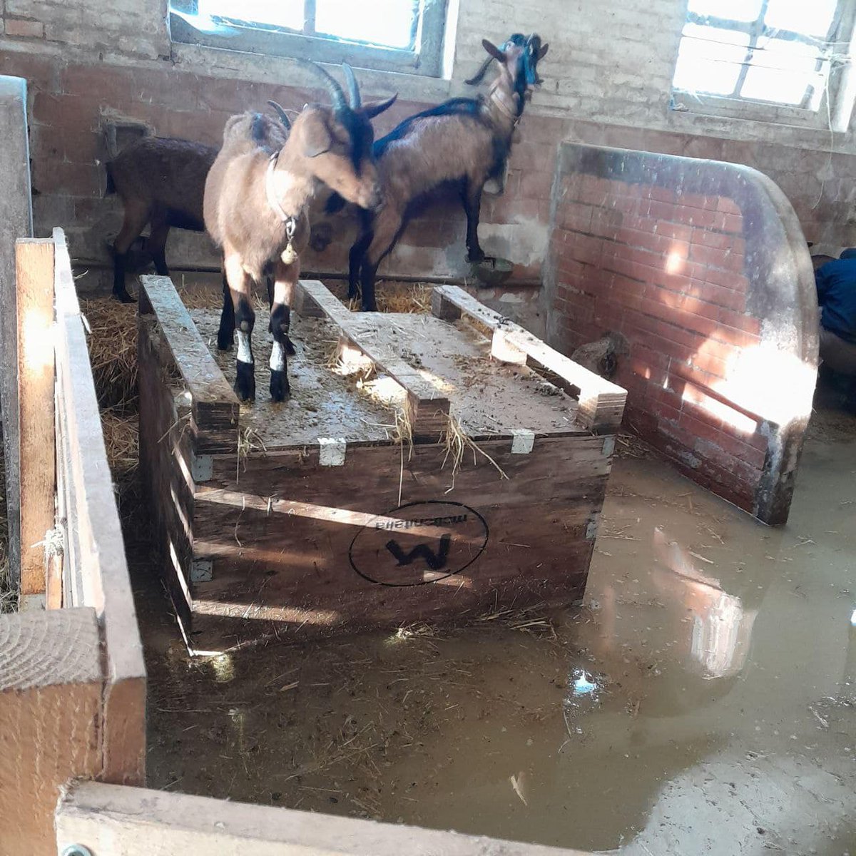 Roberta Papa tweet media