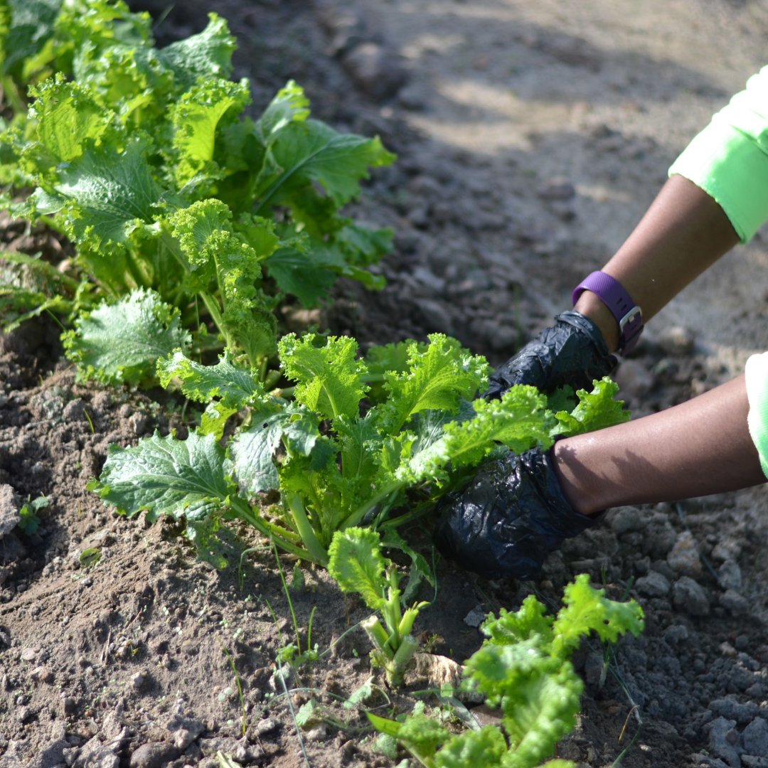 Nothing says summer like fresh produce! Food Shuttle Farm Stand has the best fresh produce around, and it’s located just 10 minutes from the heart of downtown Raleigh at 2300 Dover Farm Road. We’re open M-F 9 to 3, so come on by. #feedteachgrow #farmstand #summer #freshproduce