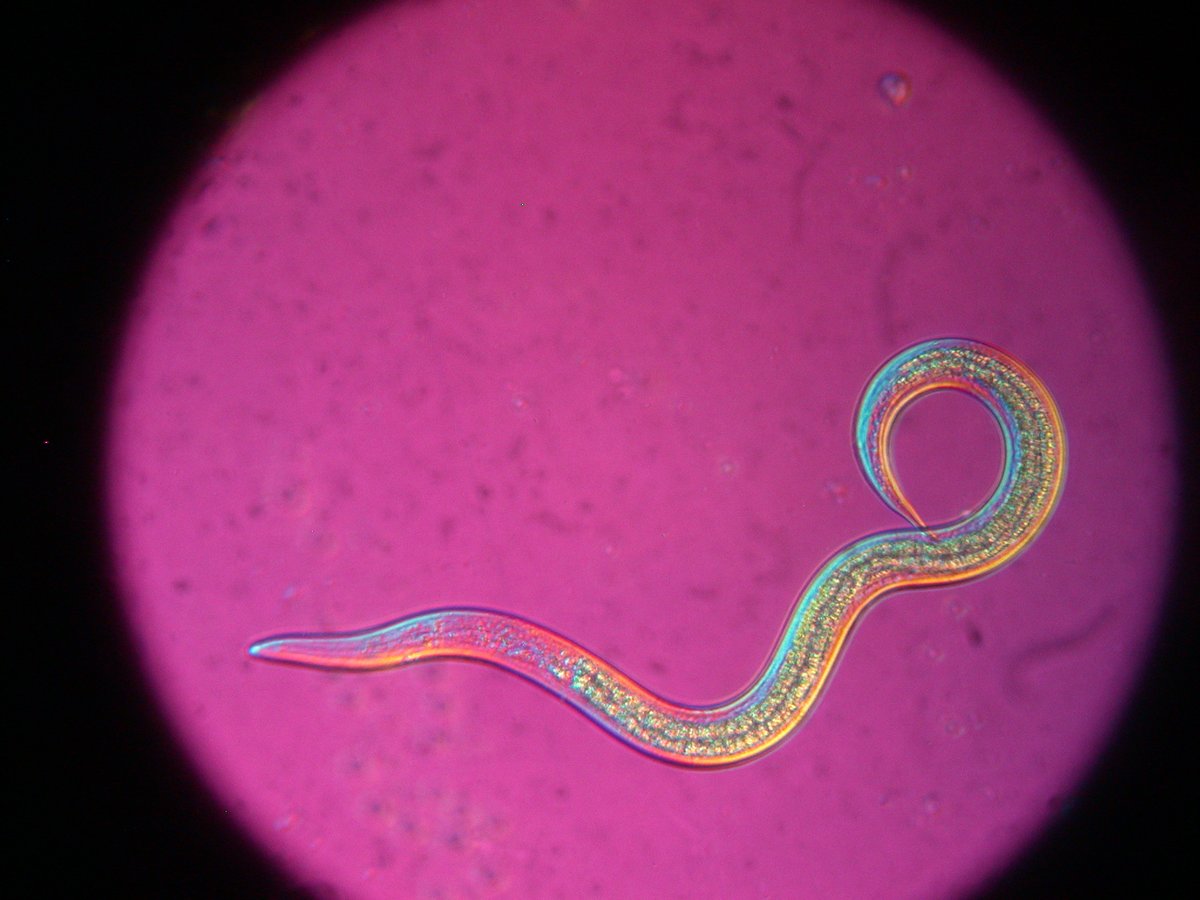 KoppertCa's tweet photo. Entonem is an entomopathogenic nematode. When it enters a pest, it releases symbiotic bacteria into the pest’s body cavity. This bacterium converts the host tissue into a food source, on which the nematode feeds, killing the pest within a few hours to days after infection. https://t.co/Mx16jgR3ta