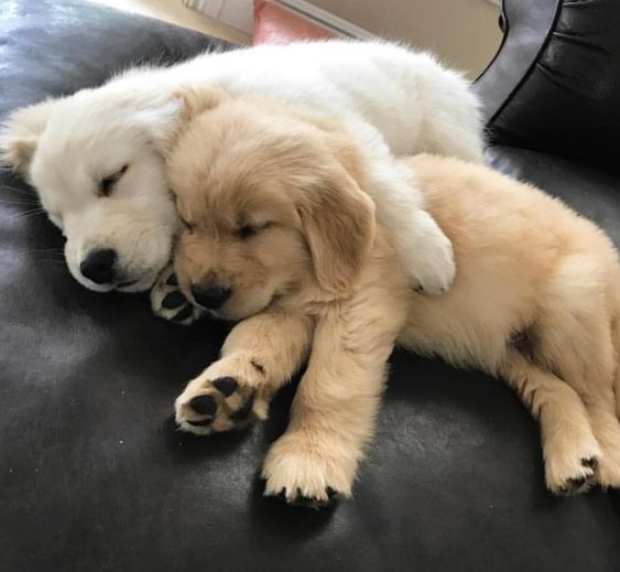 BestForPets4's tweet image. Let&apos;s start this Friday off right by sharing some hugs! ❤️ Wishing everyone a happy and energized morning to kick off the weekend! ☀️🐶🐶 #dogsoftwitter #doglovers  #hugs #FridayVibes