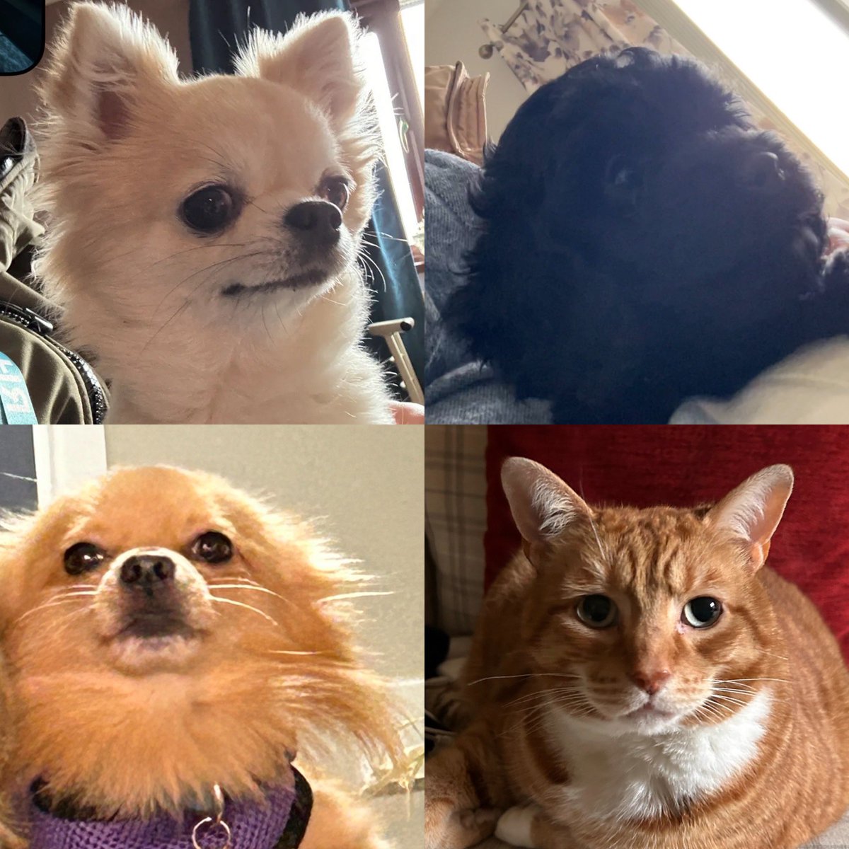 Amy Morgan tweet media