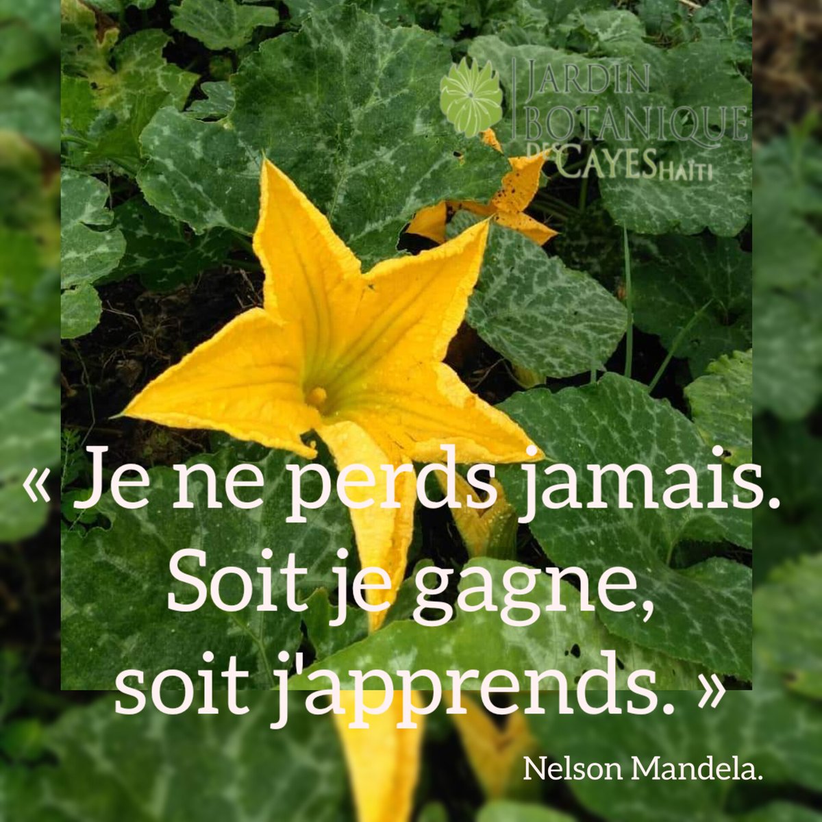 JardinBotaniquecayes tweet media