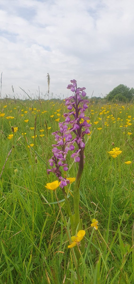 Out wild orchid hunting on my lunch break with the wife #loveBristol