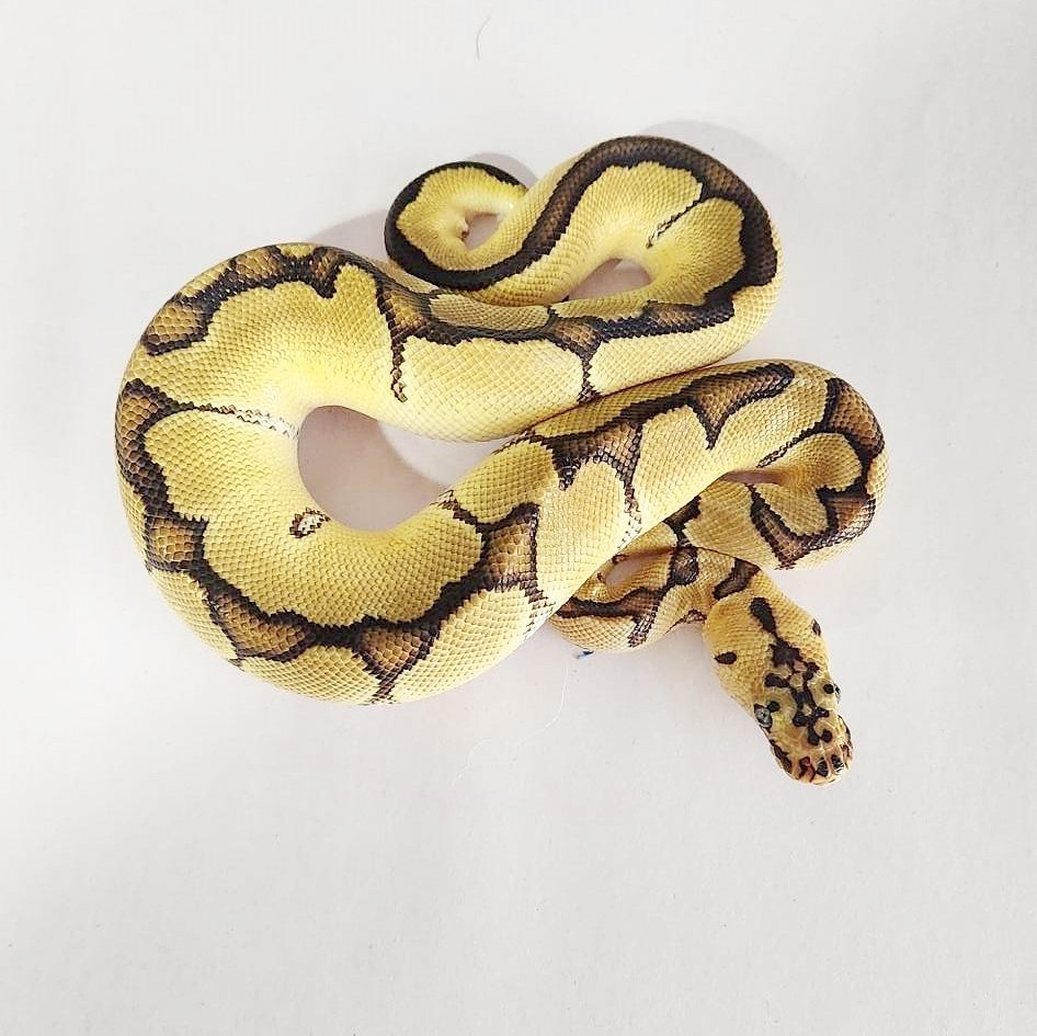 Springsforkedt1's tweet image. Check out this male #pastelenchiclownballpython #ballpython #clownballpython @ springsforkedtongue.net