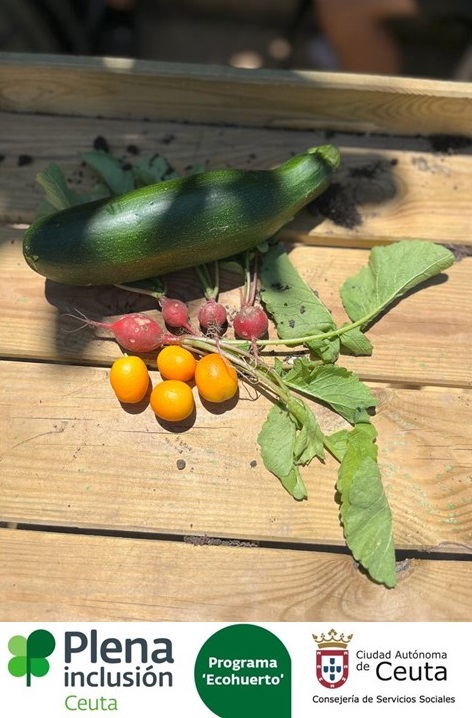 PlenaCeuta's tweet photo. 🍀 Continúan las distintas labores en el ‘Ecohuerto’, que sigue dando frutos https://t.co/UNv3FuD36T