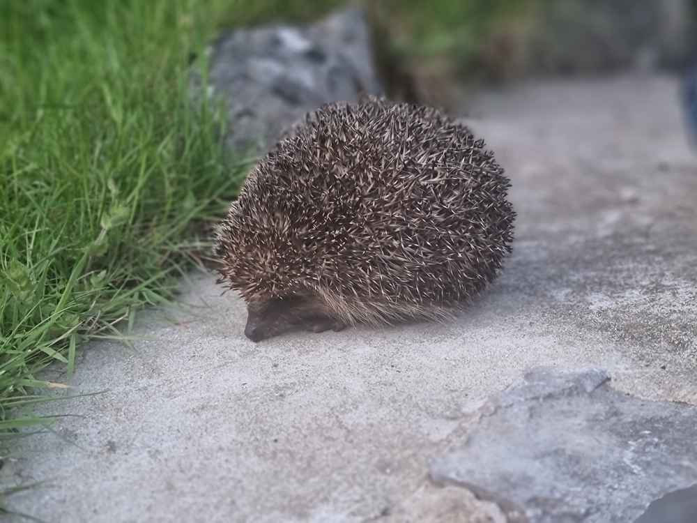 BIS #RecordOfTheWeek is this Hedgehog, Erinaceus europaeus, seen in @BreconBeaconsNP north of @VisitMerthyr Thanks to Jennifer James for the record & photo, a first in the 1km grid square! @cofnod @SEWBReC @wwbic1 @Mammal_Society @WTSWWBrecknock @BBNatureRecover @hedgehogsociety