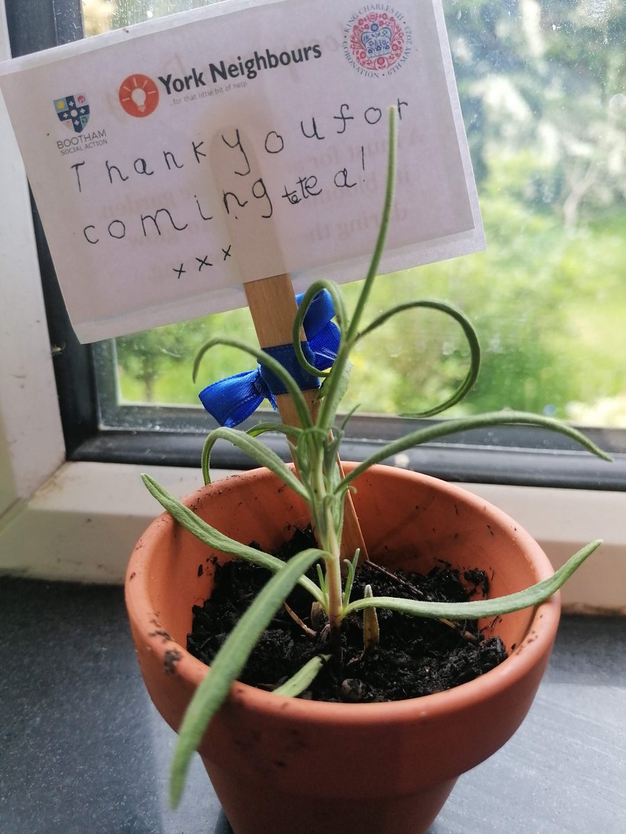 BoothamAction's tweet photo. Lovely to receive an update from a recent @boothamjuniorschool tea party guest about their potted lavender gift!

Our BEAST team tirelessly nurtured these cuttings ready for last Friday's event -we hope it goes from strength to strength as it's loved by all pollinators. https://t.co/GeJlp6t2DA