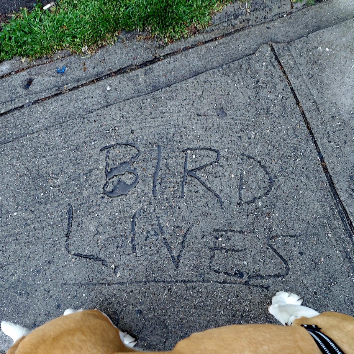 shuffleknowsall's tweet photo. @QueenCityJamz Font looks like it could be the same artist as the other sidewalk pic you posted https://t.co/HdJfB8tEPt