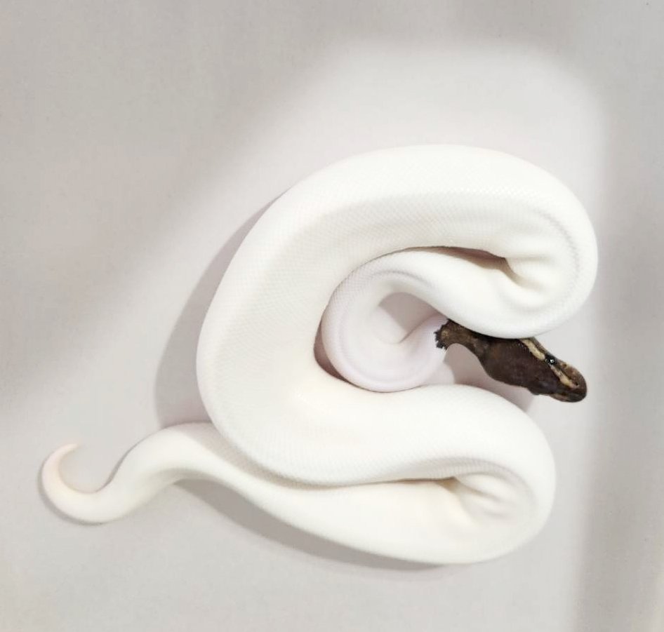 Springsforkedt1's tweet image. #piedballpython #mojaveballpython #ballpython @ facebook.com/spingsforkedto…