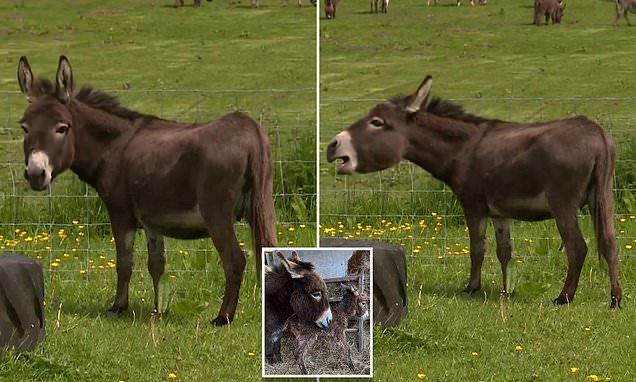 DailyMail's tweet photo. Heartbreaking moment a distraught donkey cries for her newborn foal after it was stolen https://t.co/SpeXhVVd4L https://t.co/NKhsnMhdwq