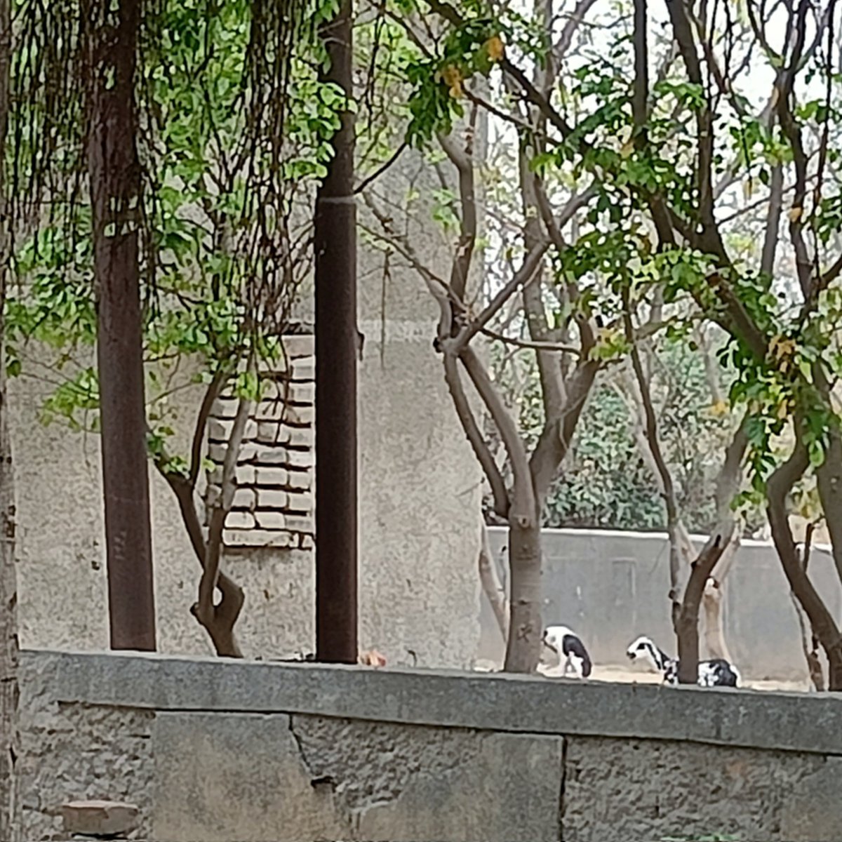 ibtlx's tweet photo. On Vat Savitri Pooja, @noida_authority 1500+ families living in 2 societies would like to acknowledge that this group didnt only make a #Majaar on the footpath, also #encroached the pumping station in the green belt. Opposite Ikkebana Sec 143

Cc : @CeoNoida @myogiadityanath https://t.co/godJT9XOzj