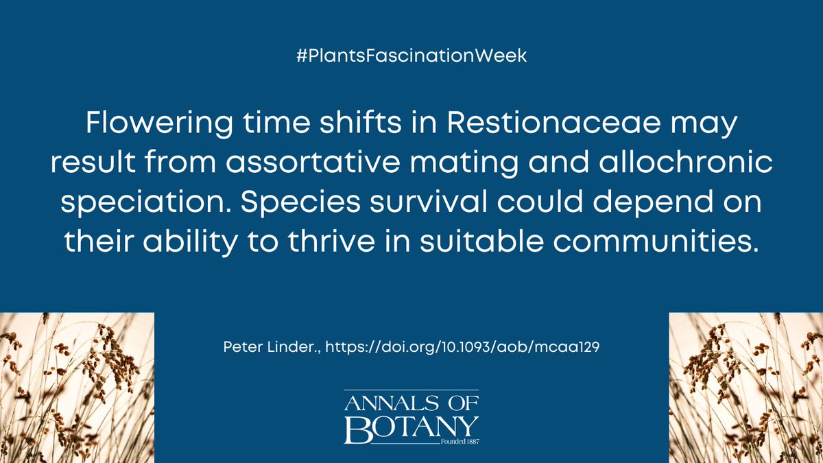 The evolution of flowering phenology: an example from the wind-pollinated African Restionaceae by Peter Linder doi.org/10.1093/aob/mc… (5/12)