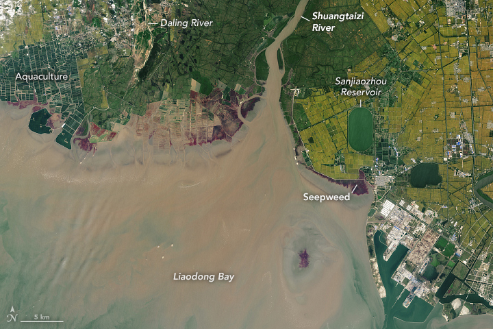 These #Landsat images show the same estuary in northeastern China 36 years apart. 

A salt-loving seepweed turns the coast a deep red in the fall, which highlights how the estuary has changed due to coastal developments from 1986 (left) to 2022 (right). go.nasa.gov/3oen6YS