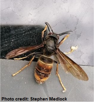 This invasive species week on Thursday 18th May the National Bee Unit received a credible triaged report of an Asian hornet.
Please report any sightings using the ‘Asian hornet Watch’ app, or the online reporting form risc.brc.ac.uk/alert.php?spec…

instagram.com/p/CsbMGY8t97v/…