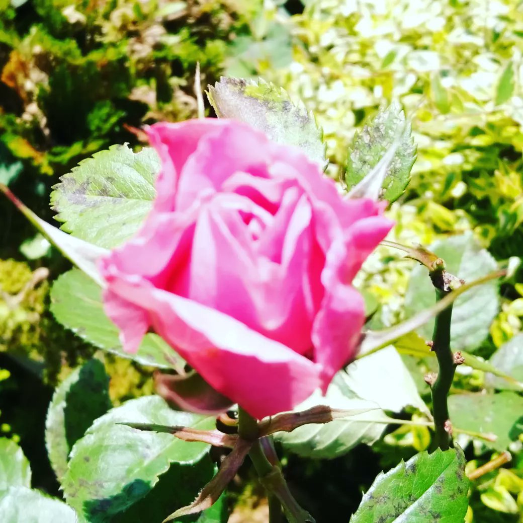 yururinosuke's tweet photo. 蘭の次はバラもチラホラ🌹

#バラ #ばら #薔薇 #rose #田園 #田舎 #田舎生活 #田舎暮らし #自然 #庭 #ガーデニング #園芸 #畑 #花 #flower #フラワー #プランター #植物 #植物のある生活 #季節の花 #農家 #農業 https://t.co/phIUAdDGnc