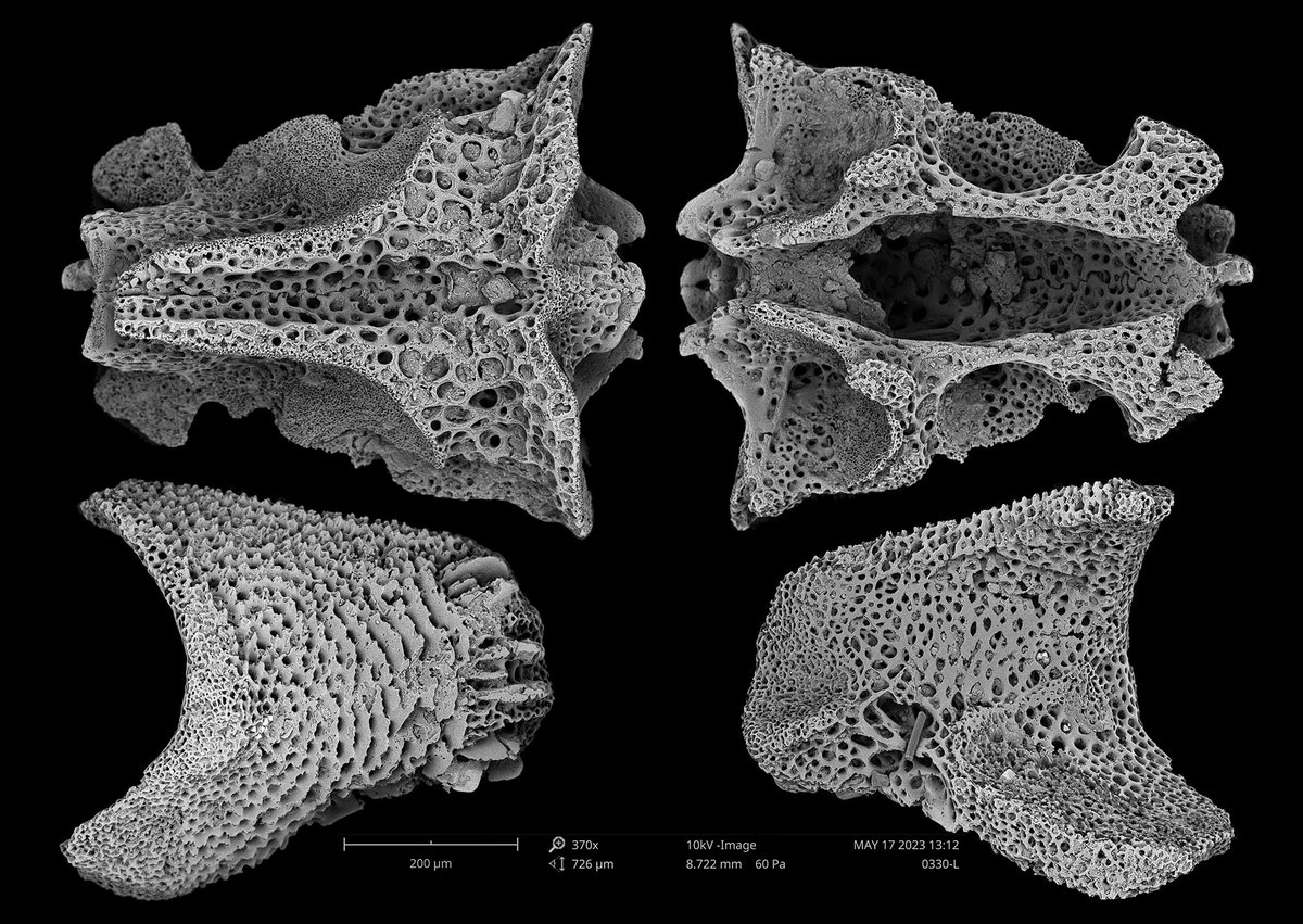 Sumrall_Lab's tweet image. Finally found a brittle star (2 plates)  in the Coon Creek material. The preservation is amazing. The plates have no calcite cements and are still white! #FossilFriday #Cretaceous #echinoderms