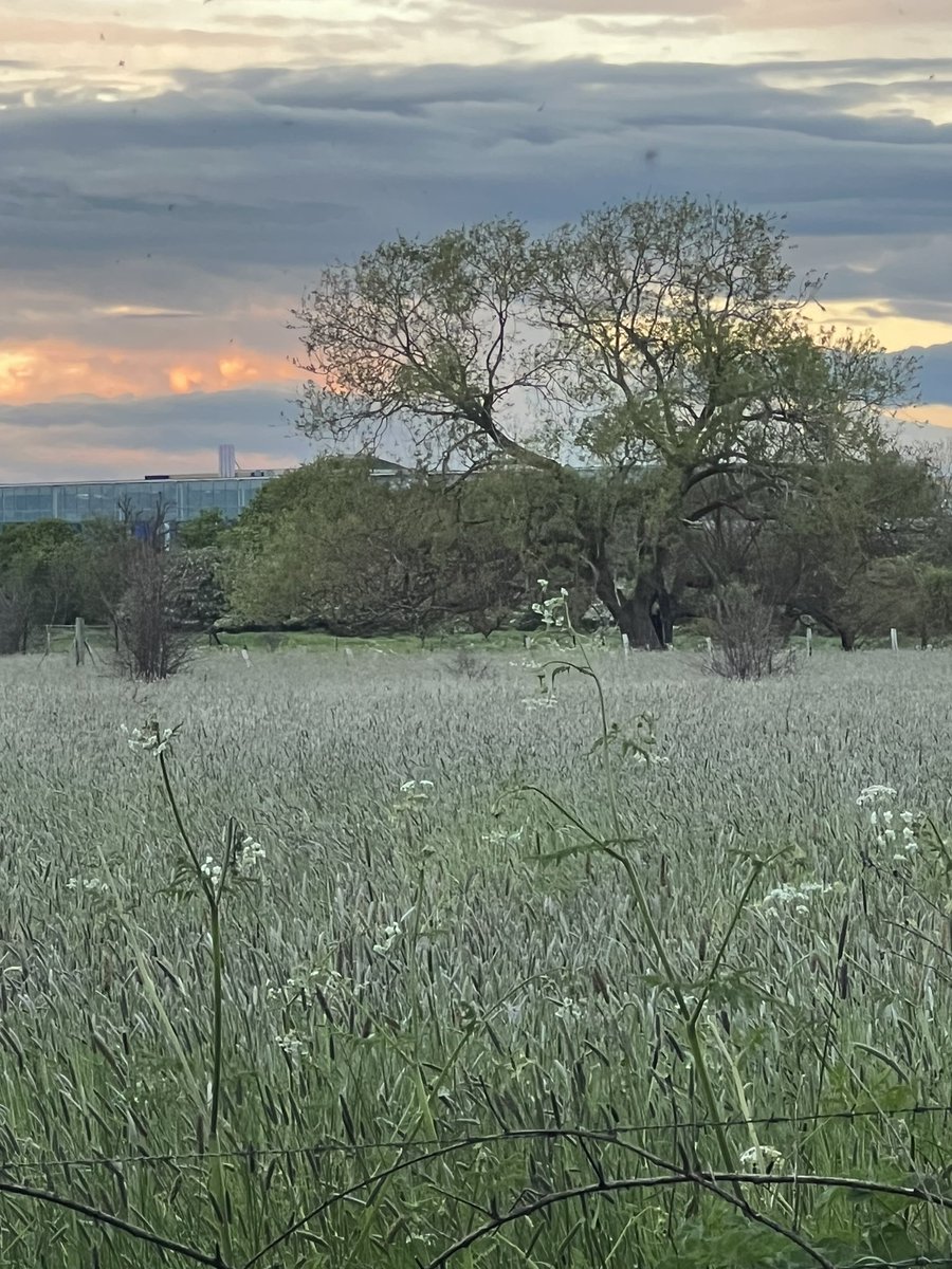 rosemc20's tweet photo. @DanicaPriest @SaveUrGreenbelt @Catherinewith11 @RosieP4 @CommunityPlann1 @OurWestgate @SmartGrowthUK @ExplorerDale @stellastafford @CPRE @CPREAvonBristol London's Green Belt is very special, Hatton Fields, being close to Heathrow is an important green lung for thousands wholive in the area  @Keir_Starmer  @LBofHounslow @HattonFriends https://t.co/9W5L9FzAIf