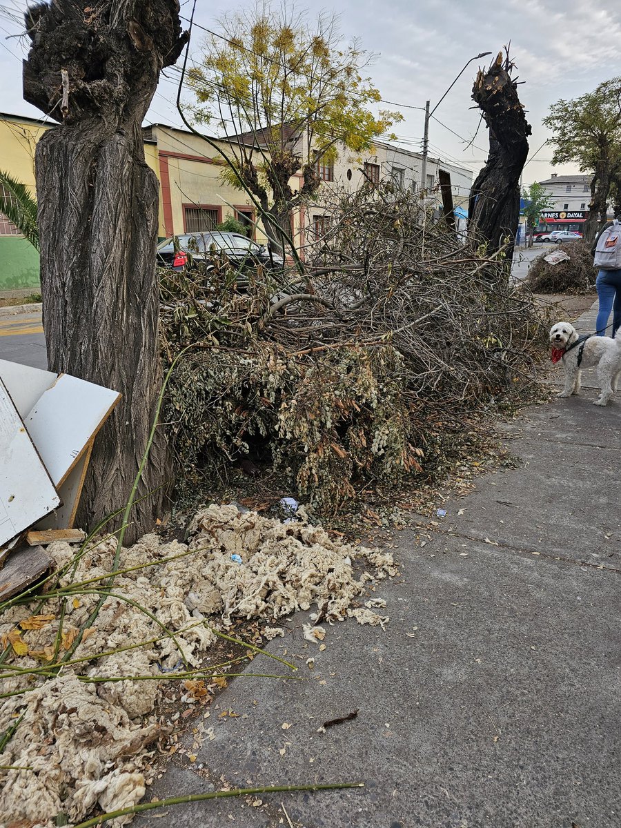 FlopaCami's tweet photo. Buenos días alcaldesa @karydelfino de la @munquintanormal, solicito por favor que procedan a retirar esta basura que quedo después de podar unos árboles hace ya 2 semanas, esta lleno por pedro leon ugalde, si no le compete al municipio, indicar donde me puedo contactar. Gracias https://t.co/kxmsnAfxJx