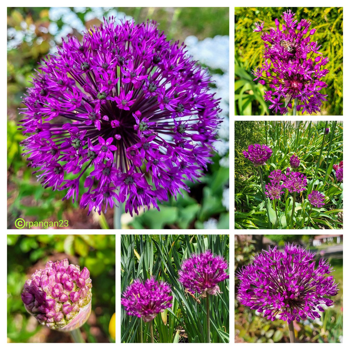 #FlowersOnFriday Its the allium's turn to shine in my garden as the tulips season is almost behind us.  Glad to see so many bees around these pink-lavender beauties which are new to my garden.🐝💜
#Flowers #springflowers #garden #GardeningTwitter #gardenshour #GardenersWorld