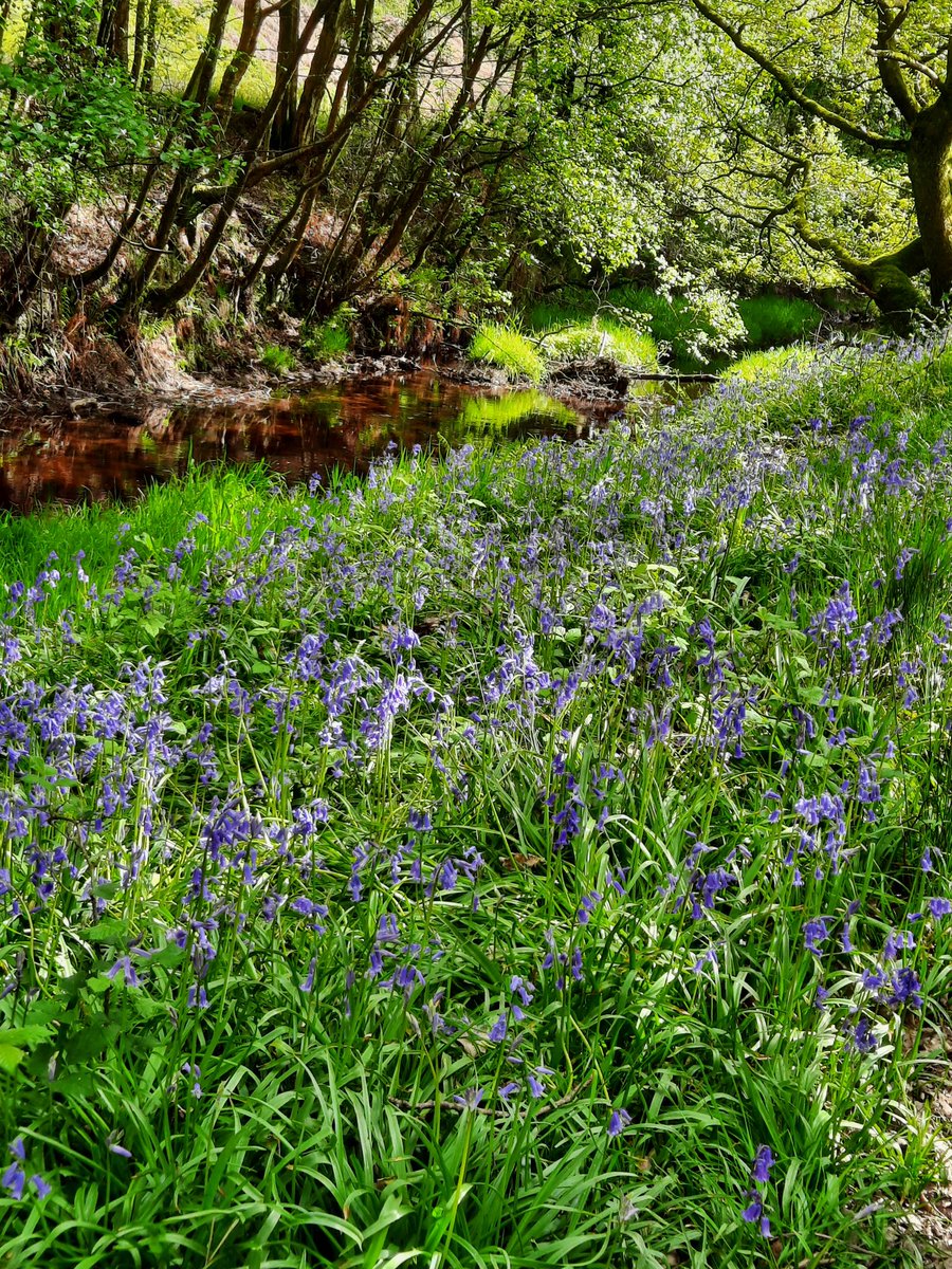 Don't you just love💚......
            🪻 Bluebell Woods 🪻