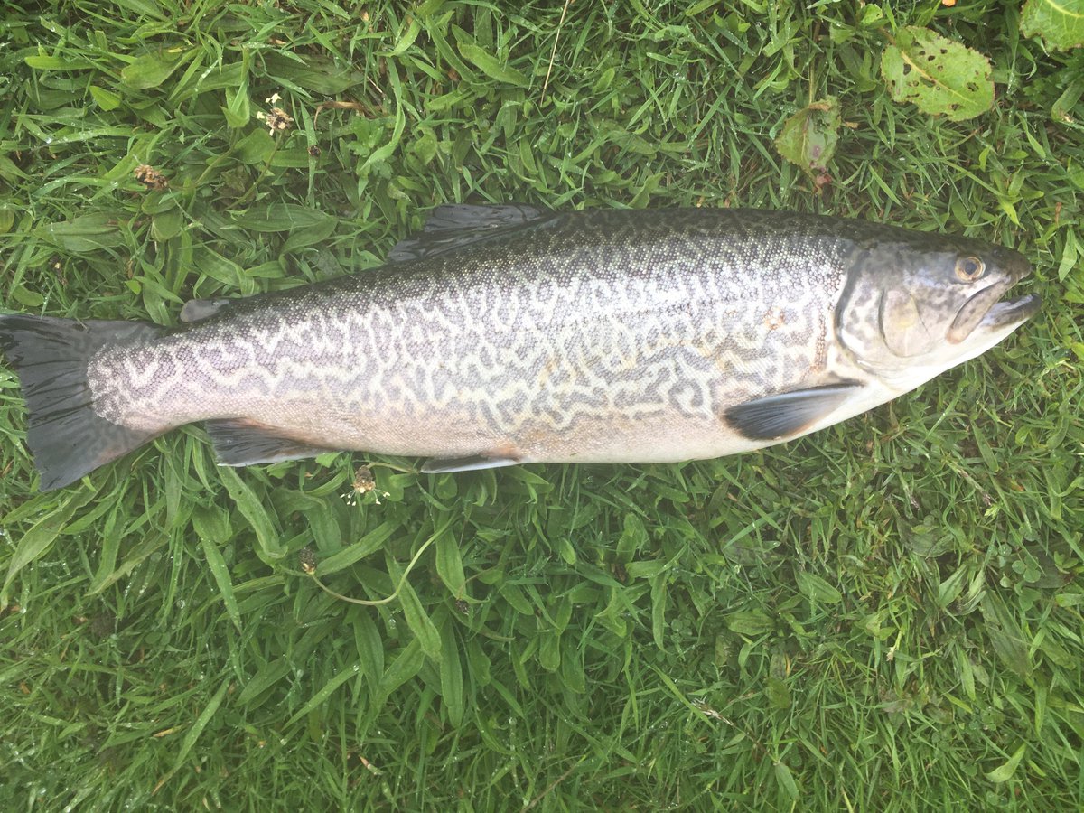 Picture doesn’t begin to do the colours justice, but gorgeous markings.

Glory be to God for dappled things!