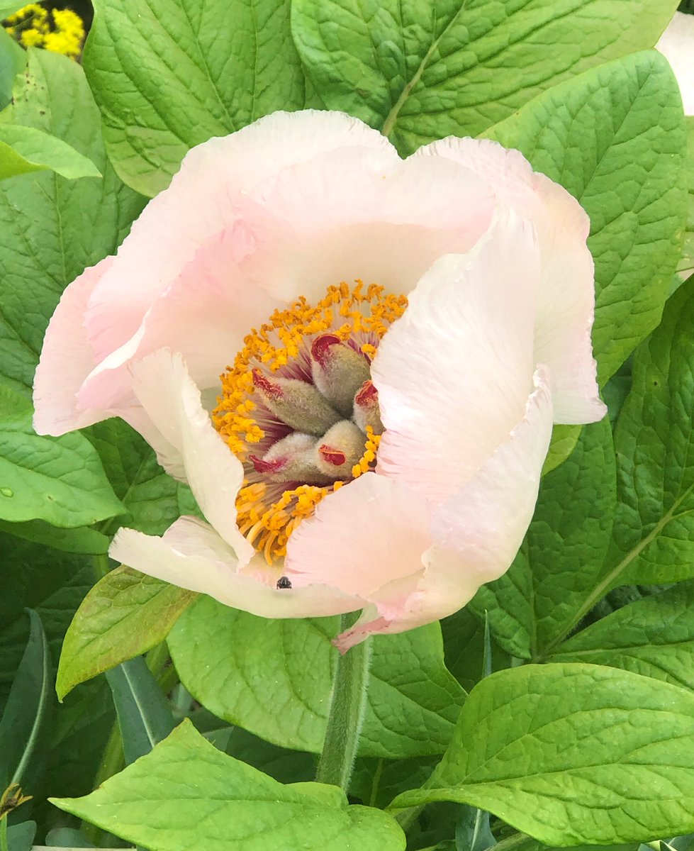 Another delicate pink paeonia mlokosewitchii flower is opening today. #garden_walk #FlowersOnFriday #GardenersWorld